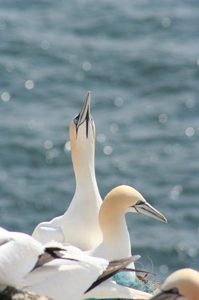 50DP-2009-015 Bild033.JPG